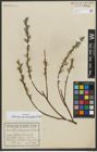 Foto von Salix repens subsp. rosmarinifolia (L.) Andersson